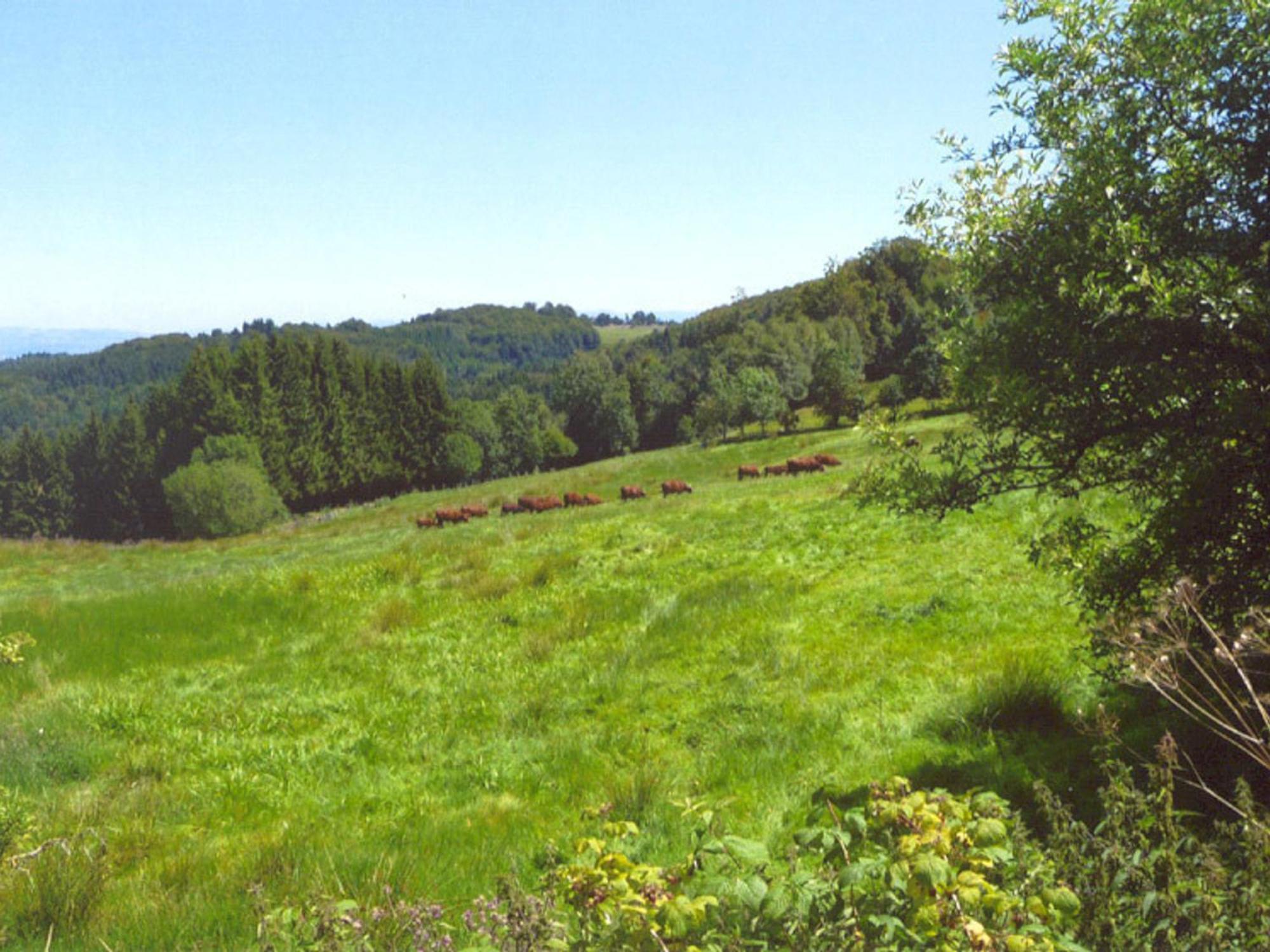 Charmant Gite Avec Terrasse, Cheminee Et Jardin, A Proximite Des Bois, Animaux Acceptes - Fr-1-496-205 Saint-Jean-Soleymieux Exterior foto